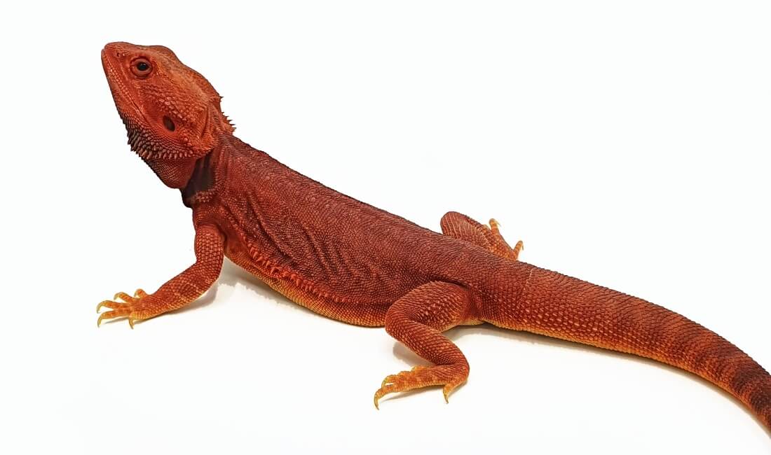 agama vousatá Red Coral (3)